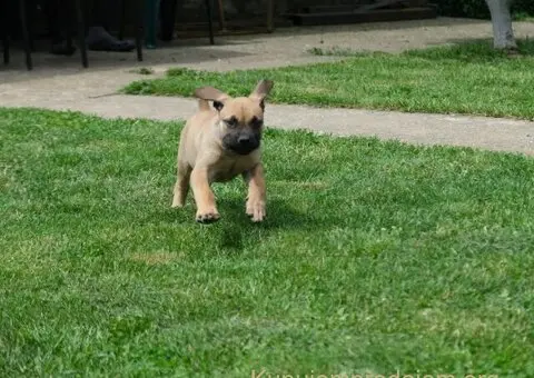 Južnoafrički mastif - Boerboel štenci - 5/8