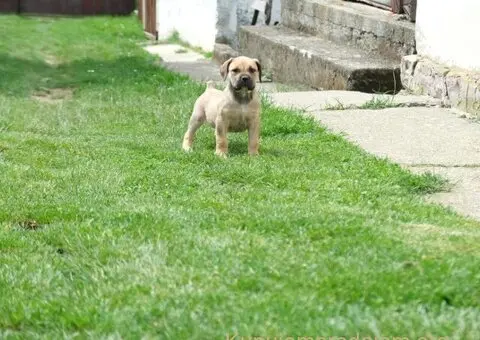 Južnoafrički mastif - Boerboel štenci - 7/8