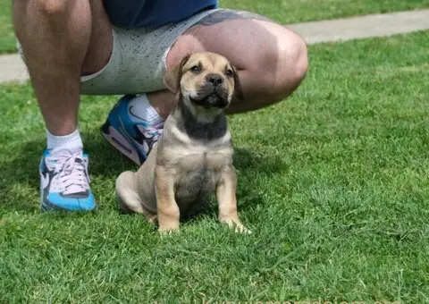 Južnoafrički mastif - Boerboel štenci - 8/8