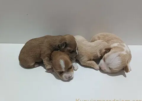 Havanski bišon štenci - 1/3