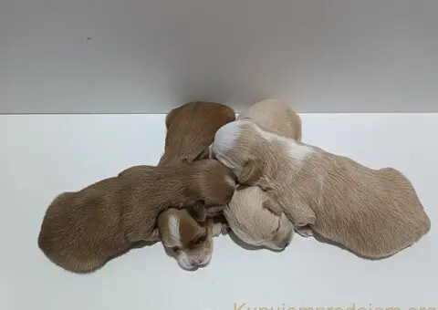 Havanski bišon štenci - 2/3