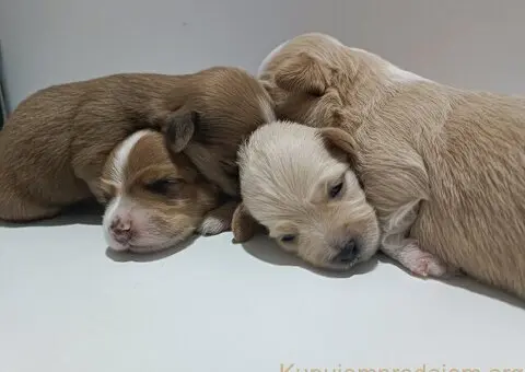 Havanski bišon štenci - 3/3