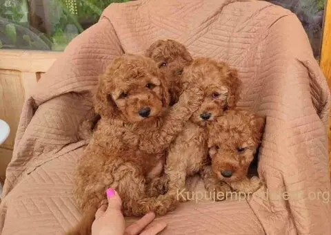 PUDLE na prodaju, 2 mužjaka i dve ženkice - 1/9