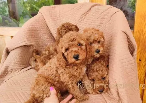 PUDLE na prodaju, 2 mužjaka i dve ženkice - 2/9