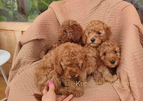 PUDLE na prodaju, 2 mužjaka i dve ženkice - 3/9