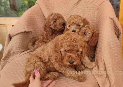 PUDLE na prodaju, 2 mužjaka i dve ženkice - 4/9