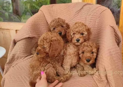 PUDLE na prodaju, 2 mužjaka i dve ženkice - 5/9