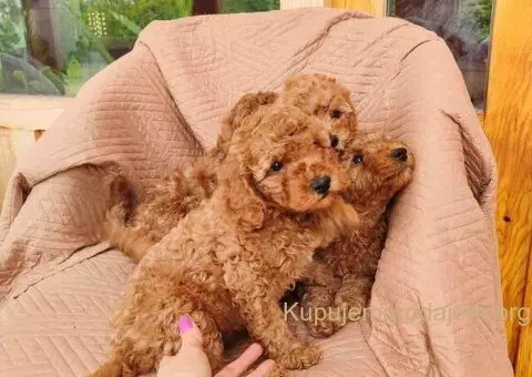 PUDLE na prodaju, 2 mužjaka i dve ženkice - 6/9