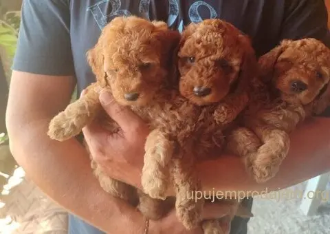 PUDLE na prodaju, 2 mužjaka i dve ženkice - 7/9