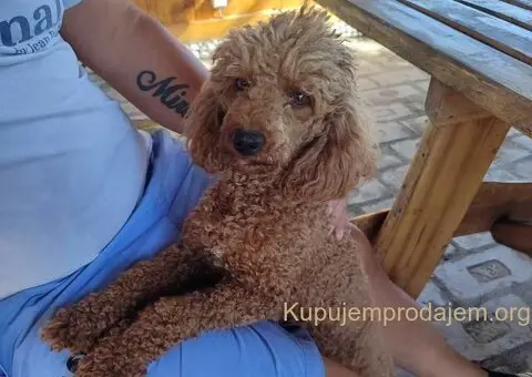 PUDLE na prodaju, 2 mužjaka i dve ženkice - 8/9