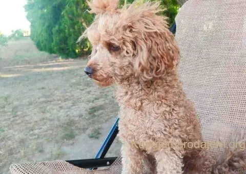 PUDLE na prodaju, 2 mužjaka i dve ženkice - 9/9