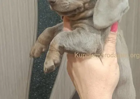 Egzotični JAZAVIČARI na prodaju