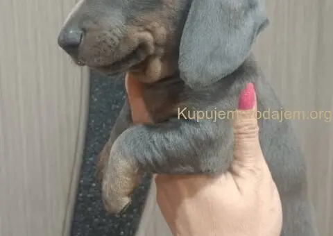 Egzotični JAZAVIČARI na prodaju - 2/2