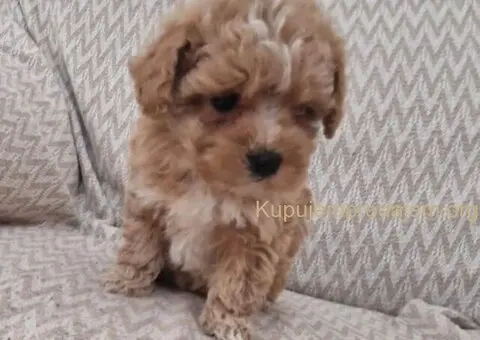 🐩 Prodajem preslatke kuce MALTIPOA - 1/6