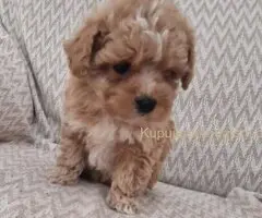 🐩 Prodajem preslatke kuce MALTIPOA