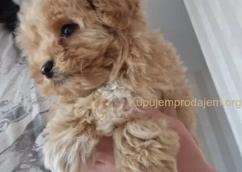 🐩 Prodajem preslatke kuce MALTIPOA - 2/6