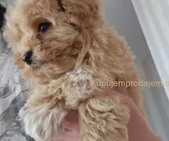 🐩 Prodajem preslatke kuce MALTIPOA