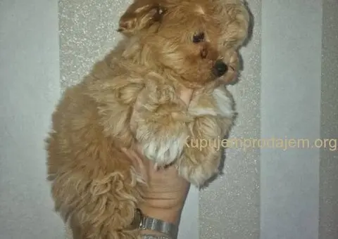 🐩 Prodajem preslatke kuce MALTIPOA - 3/6