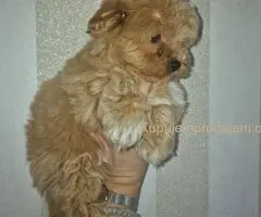 🐩 Prodajem preslatke kuce MALTIPOA