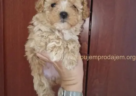 🐩 Prodajem preslatke kuce MALTIPOA - 4/6