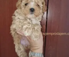 🐩 Prodajem preslatke kuce MALTIPOA