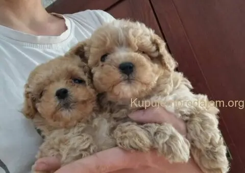 🐩 Prodajem preslatke kuce MALTIPOA - 5/6