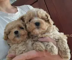 🐩 Prodajem preslatke kuce MALTIPOA