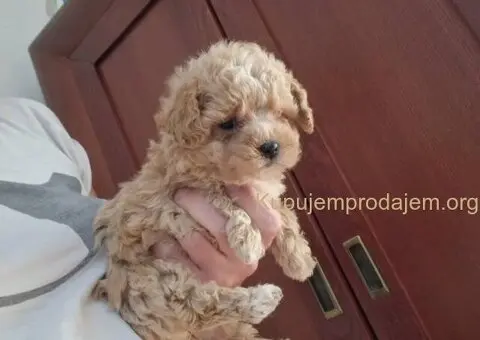 🐩 Prodajem preslatke kuce MALTIPOA - 6/6