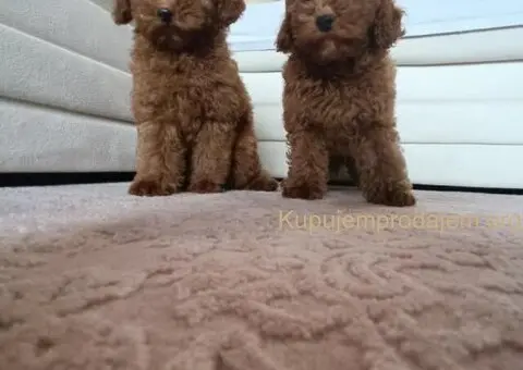 🐩 Prodajem dva muška šteneta Francuske patuljaste pudle - 1/9