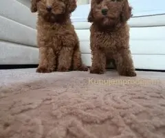 🐩 Prodajem dva muška šteneta Francuske patuljaste pudle