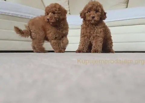 🐩 Prodajem dva muška šteneta Francuske patuljaste pudle - 2/9