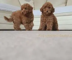 🐩 Prodajem dva muška šteneta Francuske patuljaste pudle