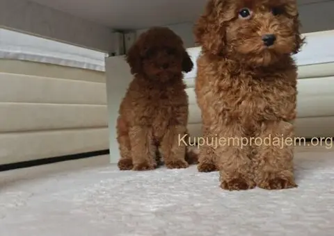 🐩 Prodajem dva muška šteneta Francuske patuljaste pudle - 3/9