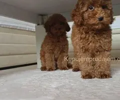 🐩 Prodajem dva muška šteneta Francuske patuljaste pudle