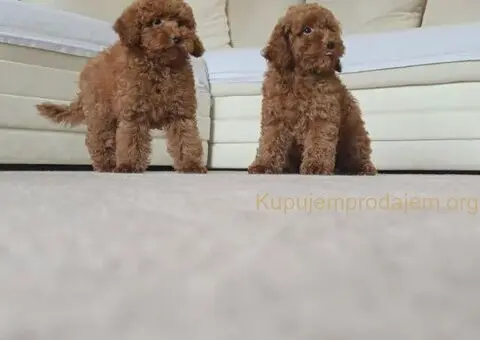 🐩 Prodajem dva muška šteneta Francuske patuljaste pudle - 4/9