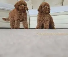 🐩 Prodajem dva muška šteneta Francuske patuljaste pudle