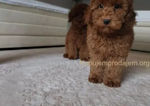 🐩 Prodajem dva muška šteneta Francuske patuljaste pudle - 5/9