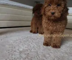 🐩 Prodajem dva muška šteneta Francuske patuljaste pudle