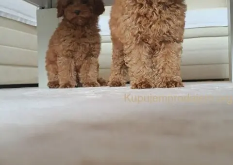 🐩 Prodajem dva muška šteneta Francuske patuljaste pudle - 6/9