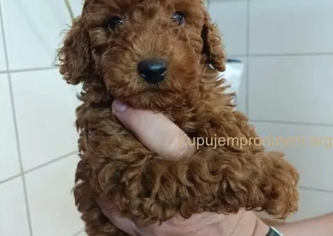 🐩 Prodajem dva muška šteneta Francuske patuljaste pudle - 7/9