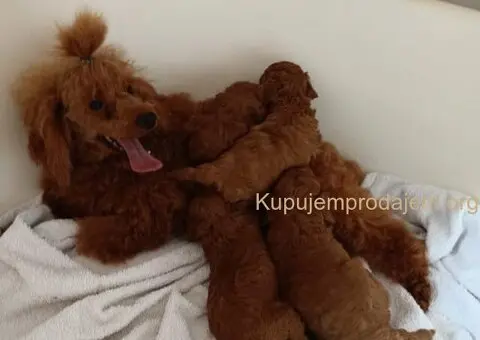 🐩 Prodajem dva muška šteneta Francuske patuljaste pudle - 8/9