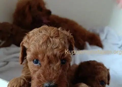 🐩 Prodajem dva muška šteneta Francuske patuljaste pudle - 9/9