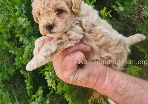 Maltipoo štenci - 2/7