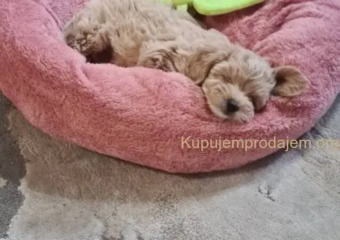 Maltipoo štenci - 3/7