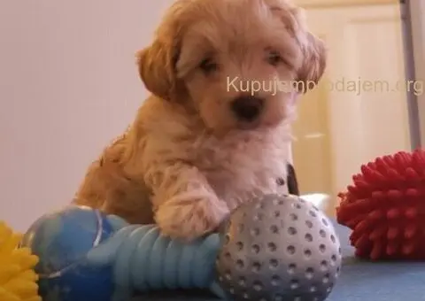 Maltipoo štenci - 4/7