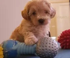 Maltipoo štenci