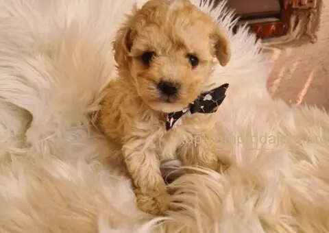 Maltipoo štenci - 5/7