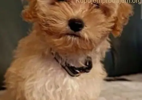 Maltipoo štenci - 6/7