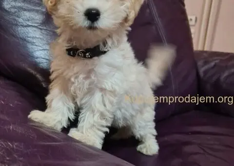 Maltipoo štenci - 7/7