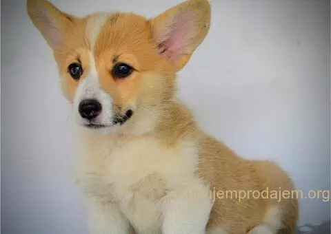 Velski korgi pembrok stenci - 2/15